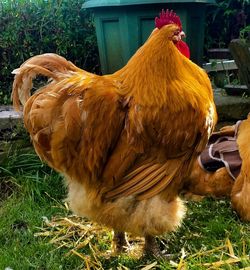 Close-up of rooster on field