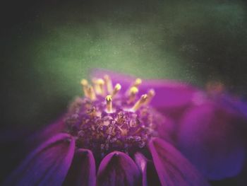 Close-up of insect on pink flower