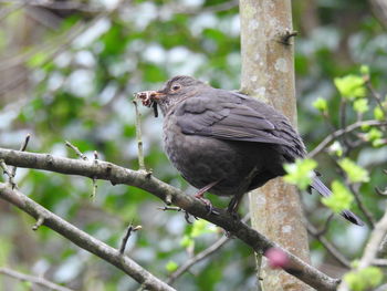 Close-up of bird perching on branch