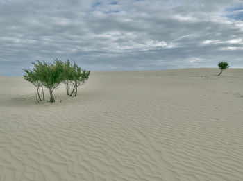 Plant growing on sand against sky