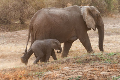 Elephants in a field