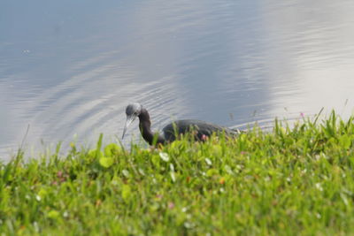 Bird in lake