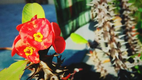 Close-up of red flowering plant