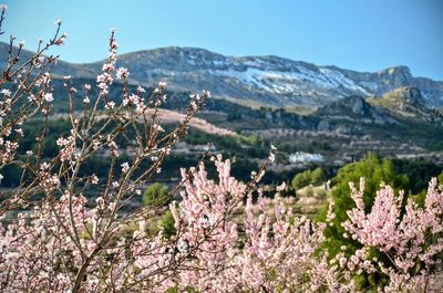 Close-up of flowers growing on mountain