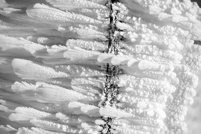 Close-up of frozen plant