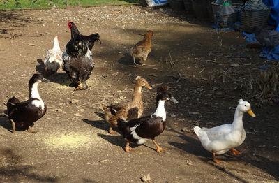 High angle view of birds