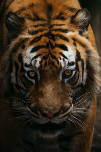 Close-up of tiger