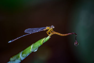 Close-up of damselfly on plant