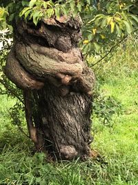 Close-up of tree trunk on field