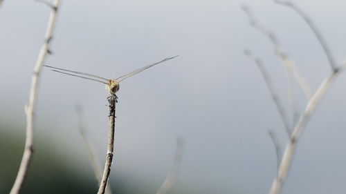 Close-up of insect on plant