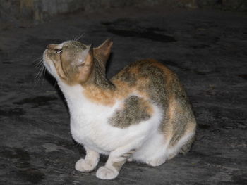 Side view of cat standing on land