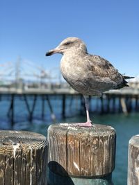 Close-up of seagull perching on wooden post