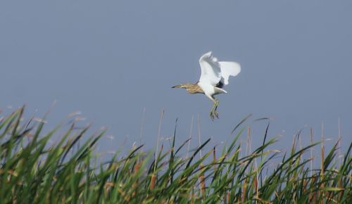 Bird flying over grass against clear sky