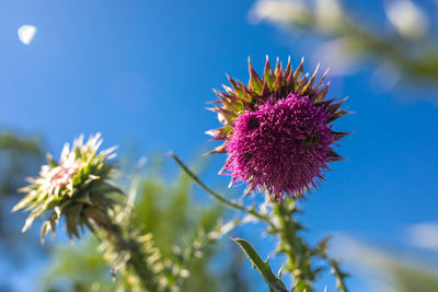 Close-up of purple thistle flower against sky