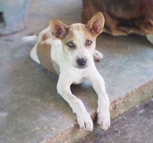 High angle portrait of dog relaxing on floor