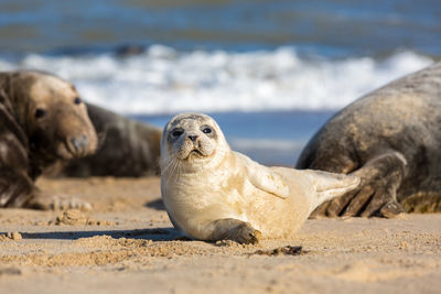 Seal pup posing on the beach