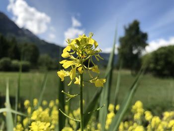 Close-up of fresh yellow flowering plant on field against sky