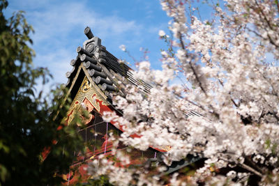 Low angle view of fresh flower tree against sky