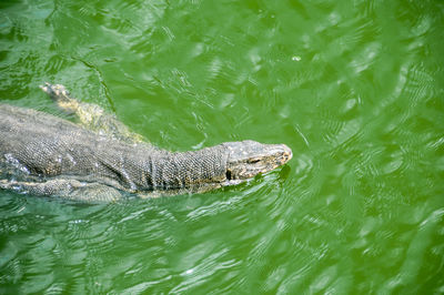 Close-up of a mobitor lizard in river