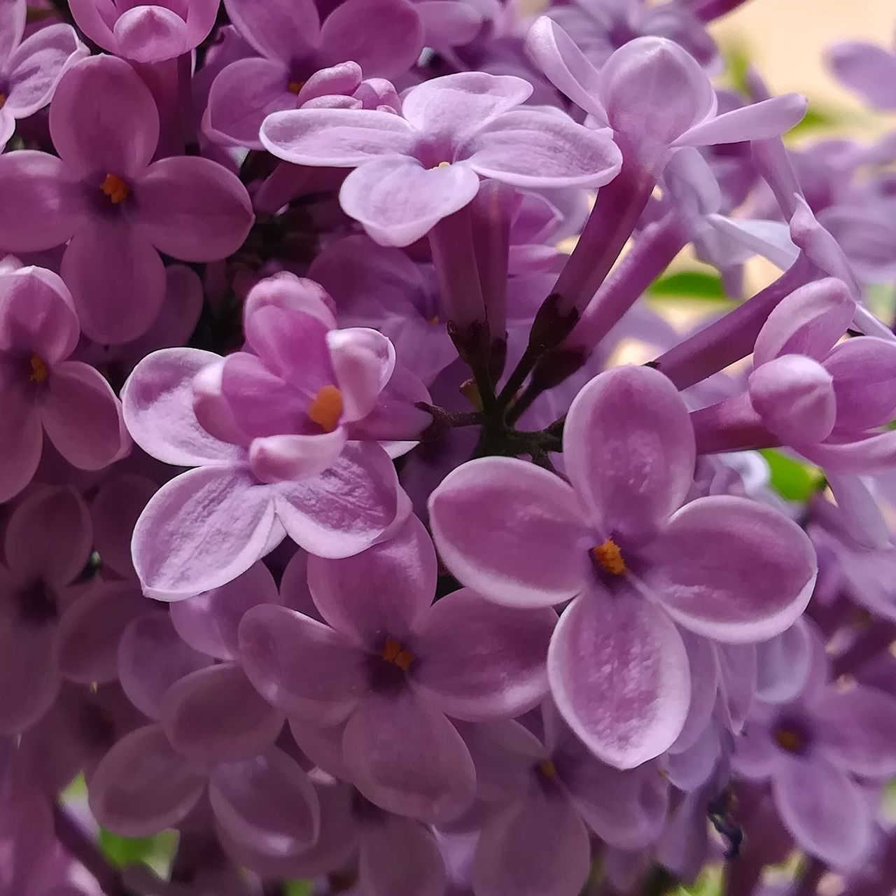 flowering plant, flower, vulnerability, petal, fragility, plant, beauty in nature, freshness, close-up, inflorescence, flower head, growth, nature, no people, botany, purple, day, full frame, focus on foreground, pollen, bunch of flowers, lilac