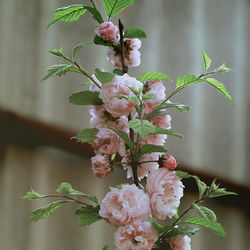 Close-up of pink flowers on tree