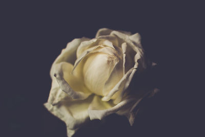 Close-up of flower over black background