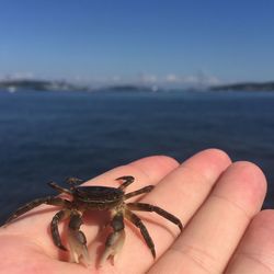 Close-up of hand holding crab