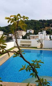 Tree by swimming pool against buildings in city