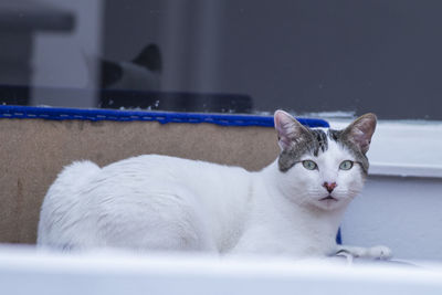 Close-up portrait of a cat