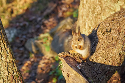 Squirrel on tree trunk