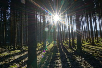 Sunlight streaming through trees in forest