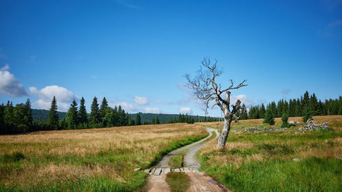 A dry solitary tree stands by a winding path disappearing somewhere on the horizon.