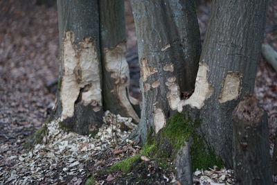 Close-up of tree trunk in forest