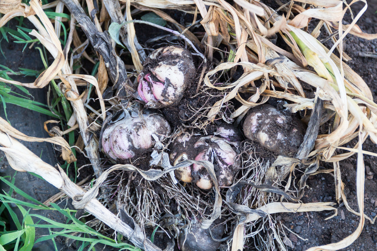 high angle view, plant, nature, no people, day, land, food, close-up, animal nest, nest, bird nest, outdoors, animal, plant part, produce, animal themes, branch, directly above, field, twig, growth, animal wildlife, dry, food and drink, grass, leaf, dirt, root