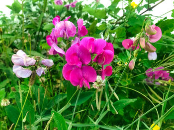 Close-up of pink flowering plant