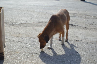 View of a dog on road