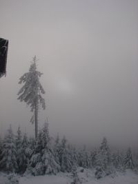 Trees on snow covered field against sky