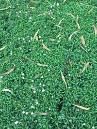 Full frame shot of plants on field