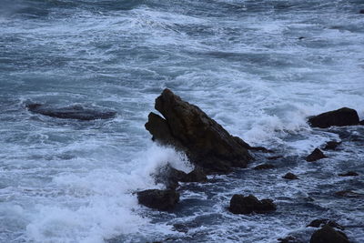Scenic view of bird in winter