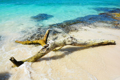 Driftwood on the sand by the ocean