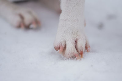 Low section of white dog