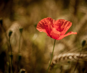 Close-up of red poppy flower on field