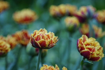 Close-up of pink flowers blooming outdoors