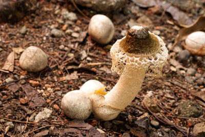High angle view of mushrooms growing on land