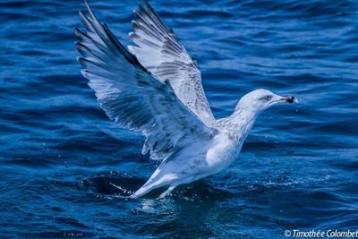 Seagull flying over sea