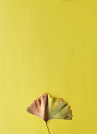 Close-up of yellow flower over black background