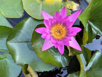 Close-up of lotus water lily in pond