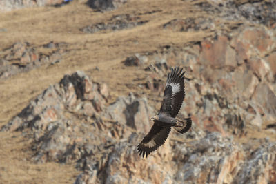 Eagle flying above mountain