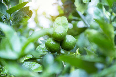 Close-up of berries growing on plant