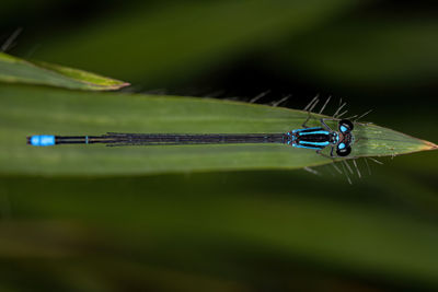 Close-up of an insect